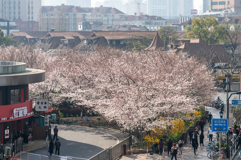 Cherry blossoms burst forth in Shanghai subway station