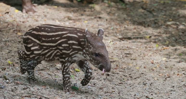 Meet the newborn South American Tapir at Shanghai Zoo